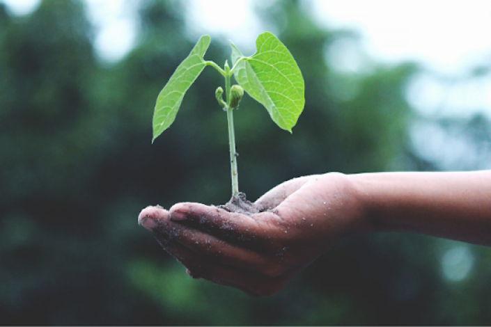 Plant and human hand