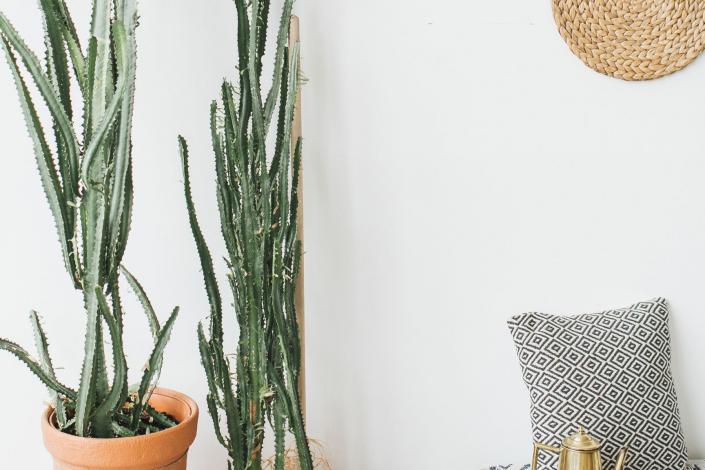 two cacti in pots on the left hand side. two other pots in the foreground and a pillow on the right hand side. all are in front of a white background.