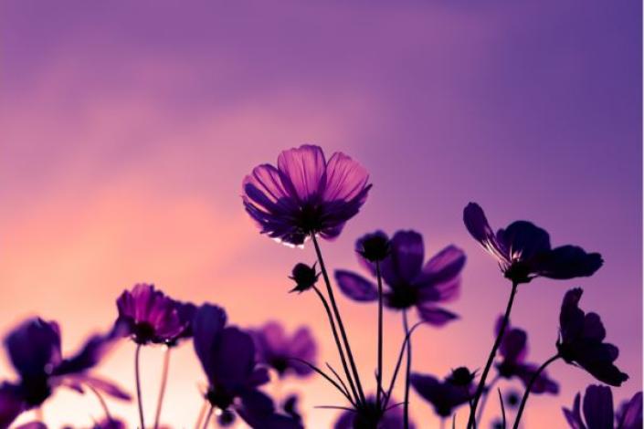 flowers against a purple sky 