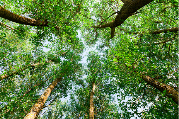 looking up at canopy of trees